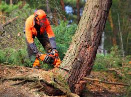 Best Hazardous Tree Removal  in Riverse, ID