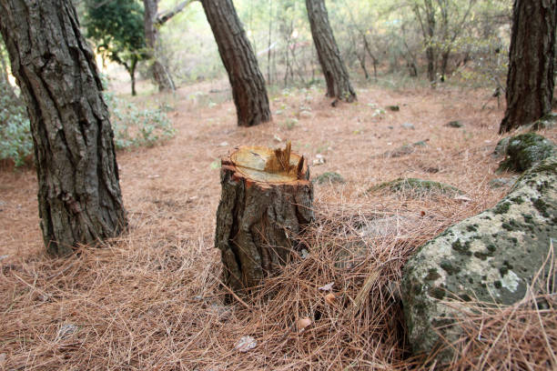 How Our Tree Care Process Works  in  Riverside, ID